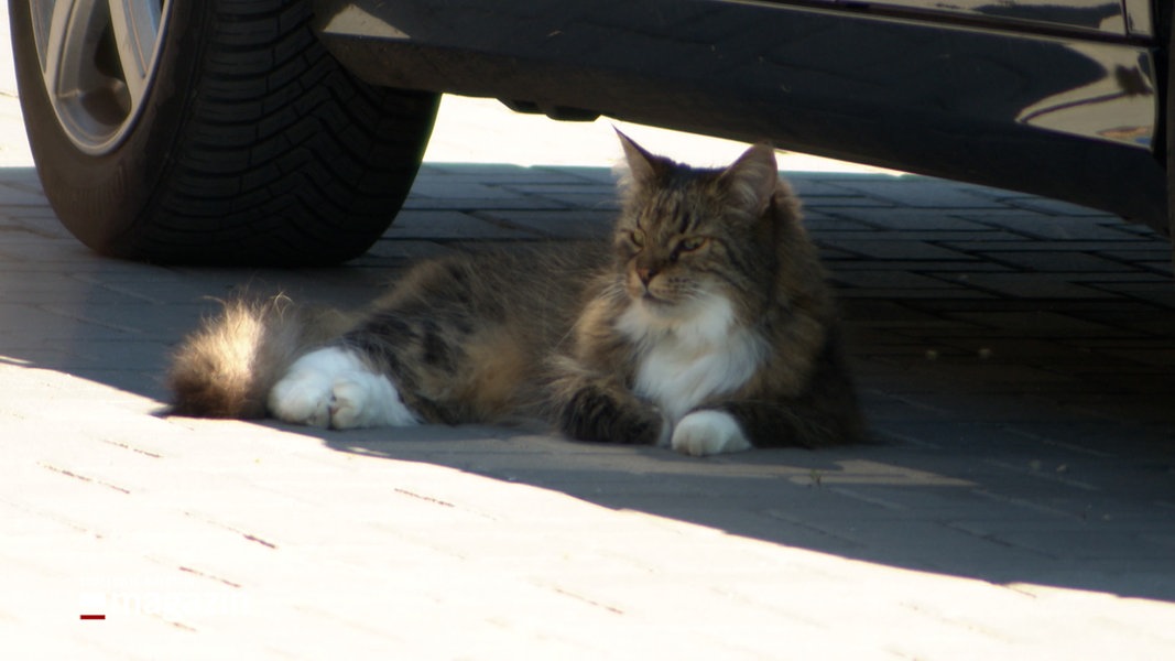 Eine Katze sitzt unter einem Pkw und beobachtet ihre Umgebung