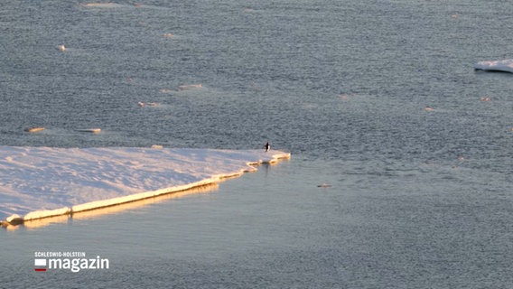 Ein einzelner Pinguin läuft auf einer Eisscholle in Richtung Wasser © NDR Foto: NDR Screenshot