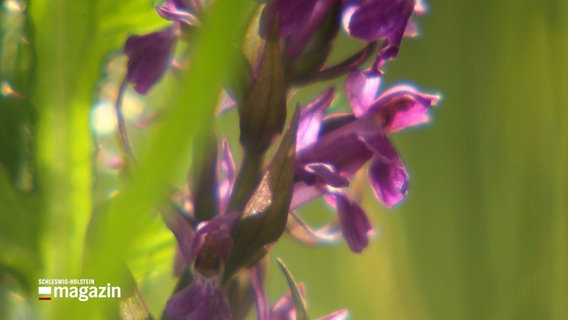 Eine Makroaufnahme einer Orchidee © NDR Foto: NDR Screenshot