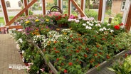 Ein Wintergarten eines Blumengeschäftes © NDR Foto: NDR Screenshot