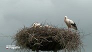 Ein Storch sitzt in einem Horst © NDR Foto: NDR Screenshot