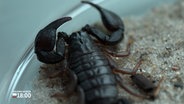 Ein Skorpion in einem Glasgefäß © NDR Foto: NDR Screenshot