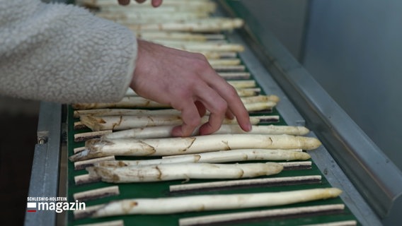 Mehrere Spargel auf einem Förderband © NDR Foto: NDR Screenshot