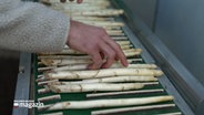 Mehrere Spargel auf einem Förderband © NDR Foto: NDR Screenshot