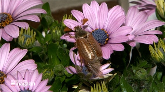 Ein maikäfer auf einer Blüte © NDR Foto: NDR Screenshot