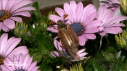 Ein maikäfer auf einer Blüte © NDR Foto: NDR Screenshot