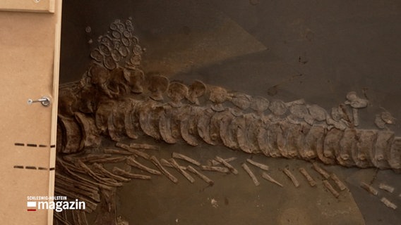 Eine Aufnahme eines Fossils © NDR Foto: NDR Screenshot