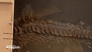Eine Aufnahme eines Fossils © NDR Foto: NDR Screenshot