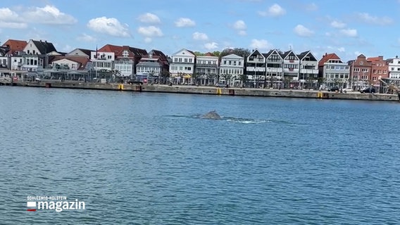 Eine Aufnahme eines Wals in der Lübecker Bucht © NDR Foto: NDR Screenshot
