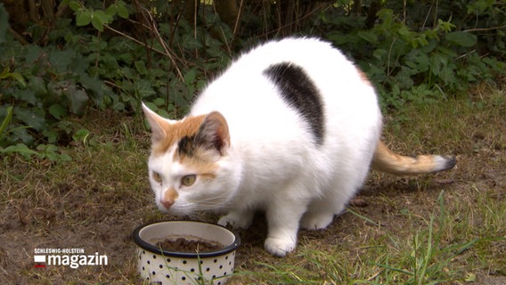 Eine Katze frisst aus einem Napf © NDR Foto: NDR Screenshot