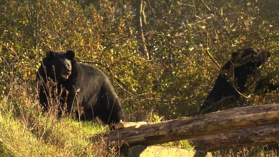 Zwei Bären befinden sich in einem großzügigen Außenbereich in Weidefeld bei Kappeln.  