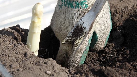 Eine Person mit Handschuh erntet einen Spargel. © imago-images Foto: biky