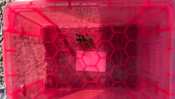 Eine große dunkle Spinne sitzt in einer pinken Plastikkiste. © Polizeidirektion Flensburg 