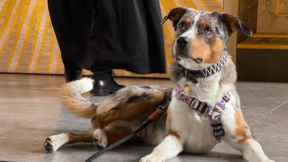 Ein Hund sitzt während einer Trauung in der Kirche © NDR Foto: Lisa Knittel