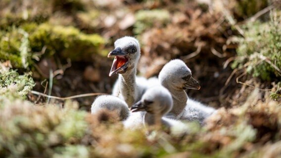 Storchenjungen sitzen im Wildpark Eekholt in ihrem Nest. © dpa-Bildfunk Foto: Daniel Reinhardt