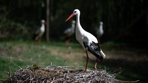 Ein erwachsener Storch steht im Wildpark Eekholt in seinem Nest. Ein erwachsener Storch steht im Wildpark Eekholt in seinem Nest. © dpa-Bildfunk Foto: Daniel Reinhardt
