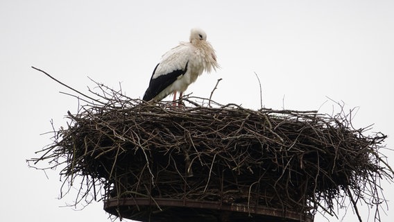 Ein Storch sitzt in seinem Nest. © NDR/Danfoto Foto: Daniel Friederichs