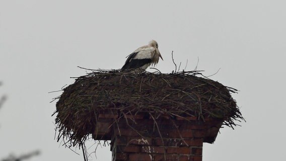 Ein Storch sitzt in seinem Nest © NDR Foto: Johannes Kahts