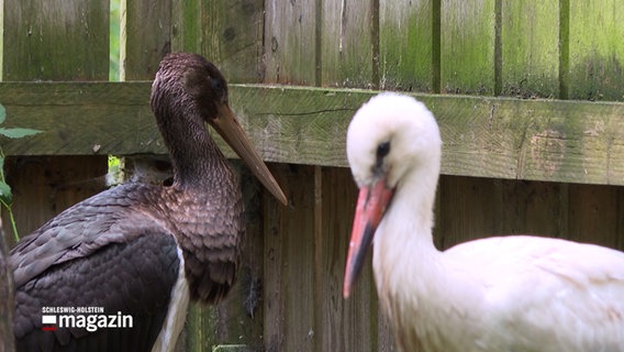 Ein schwarzer und ein weißer Storch in einem Gehege. © NDR 