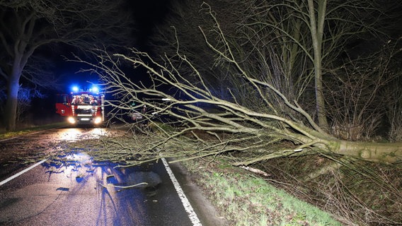 Ein umgekippter Baum liegt quer auf einer Landstraße im Kreis Pinneberg. © Westküstennews Foto: Florian Sprenger