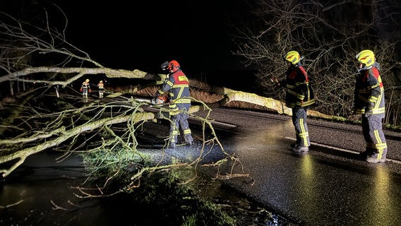 Ein Baum liegt auf einer Landstraße. © NDR Foto: Paul Wessels