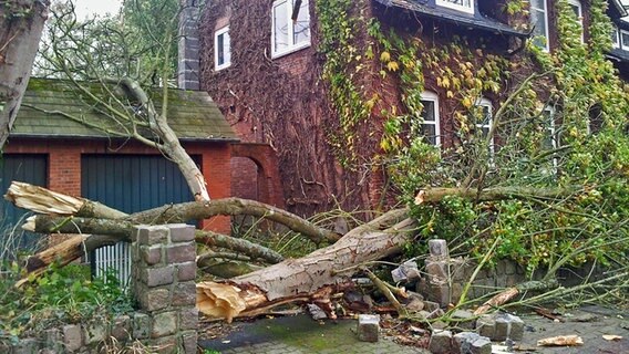 Ein im Sturm umgeknickter Baum liegt vor einem Haus. © NDR Foto: Søren Harms