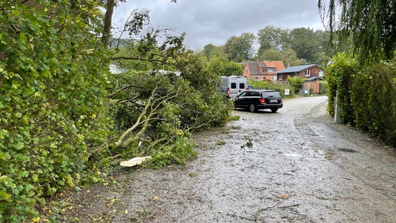 Während eines Sturm ist ein Baum auf eine Straße gefallen. © NDR Foto: Matthias Friedrichsen
