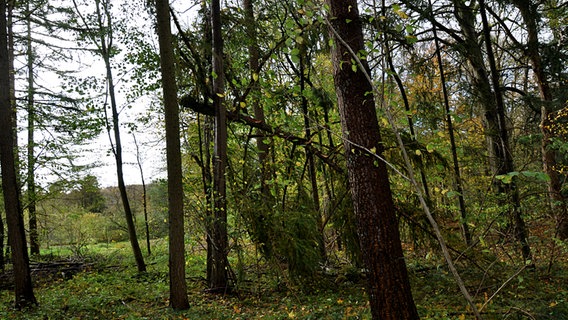 Ein umgestürzter Baum hängt zwischen Bäumen im Wald © NDR Foto: Christian Nagel