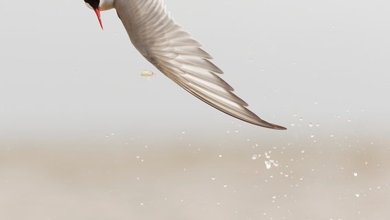 Vogel im Sturzflug auf einen kleinen Fisch in der Luft © Sven Sturm Foto: Sven Sturm