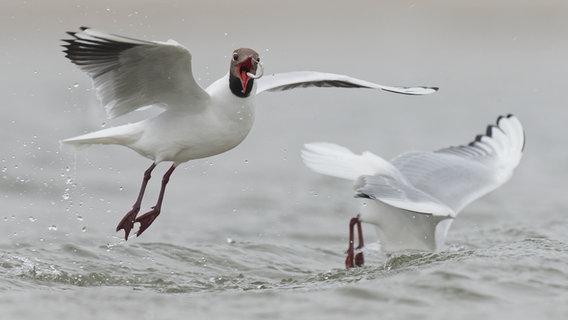 Ein Vogel, fliegend über Wasser dabei einen Fisch einzufangen. © Sven Sturm Foto: Sven Sturm