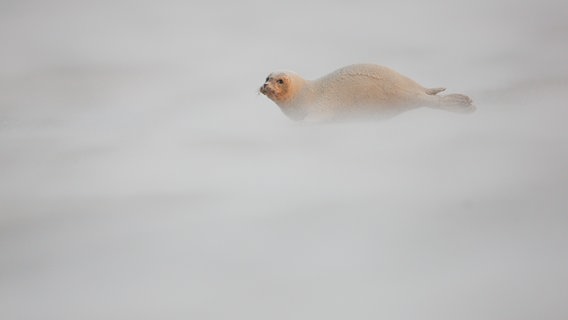 Robbe im Schnee © Sven Sturm Foto: Sven Sturm