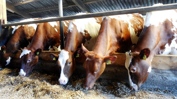Braun-weiße Kühe während der Fütterung im Stall. © NDR Foto: Christine Pilger