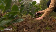 Ein Mann pflanzt Tee in die Erde. © NDR 