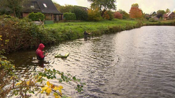 Zwei Personen stehen brusthoch im Wasser in einem Teich mit Karpfen in Reinfeld. © NDR 