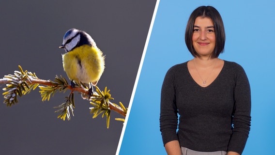Eine Bild-Collage zum Thema Wintervögel. © IMAGO / MiS / NDR Foto: IMAGO / MiS / NDR