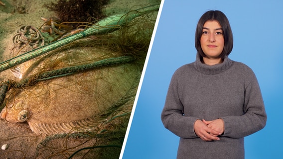 Eine Bild-Collage zum Thema Geisternetze. © Christian Howe / WWF / submaris / NDR Foto: Christian Howe / WWF / submaris / NDR
