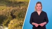 Eine Bild-Collage zum Thema Wilderei in SH. © IMAGO / ITAR-TASS / NDR Foto: IMAGO / ITAR-TASS / NDR