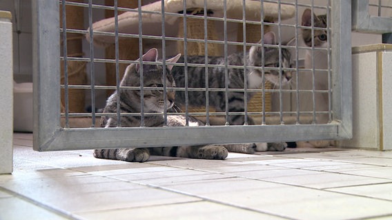 Zwei junge Katzen sitzen in einem Käfig im Elmshorner Tierheim. © NDR 