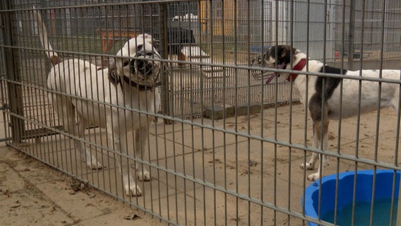 Zwei Hunde mit Maulkorb im Tierheim. © NDR 