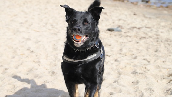 Ein schwarzer mittelgroßer Hund mit einem orangenen Ball im Maul. © NDR Foto: Marina Heller