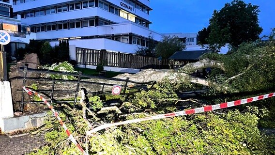 Vor dem Geomar liegt ein Baum, der durch den Tornado entwurzelt wurde und bei seinem Sturz einen Metallzaun zerdrückt hat.  Foto: Daniel Friederichs