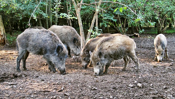 Einige Wildschweine durchpflügen den Boden auf der Suche nach Futter. © NDR Foto: Janine Artist