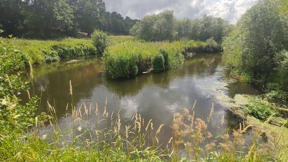 Eine Flussschleife der Treene mit viel grünem Bewuchs. © NDR Foto: Peer-Axel Kroeske