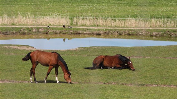 Trockenheit in Schleswig-Holstein. Trockenheit in Schleswig-Holstein. © NDR Foto: Marian Schäfer