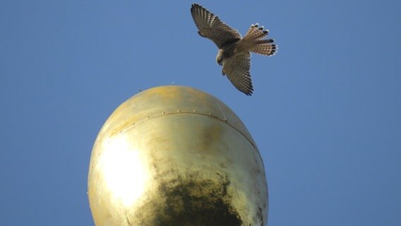 Ein Jungfalke fliegt auf eine goldene Kugel auf dem Rathausturm in Kiel zu. © Bodo Quante Foto: Bodo Quante