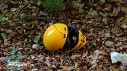 Ein Motorradhelm liegt an einem Unfallort. © NDR 