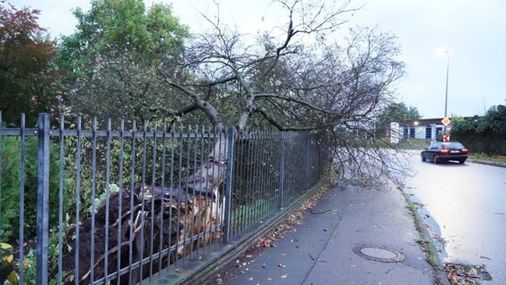 Neben dem Fußweg an einer Straße liegt hinter einem Metallzaun ein entwurzelter Baum, seine Äste ragen auf den Gehweg.  Foto: Daniel Friederichs