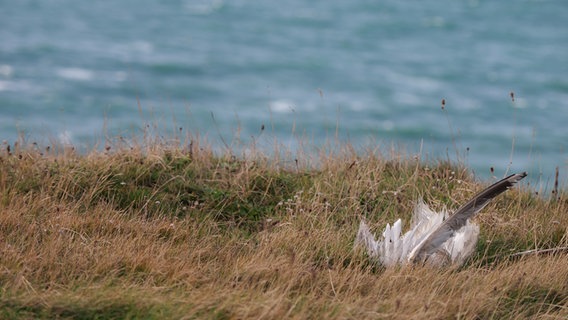 Am Rand der Steilküste liegt ein toter Vogel. © NDR Foto: Laura Albus