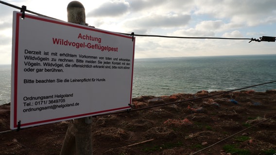 Ein Warnschild an der Steilküste informiert über die Vogel-Geflügelpest © NDR Foto: Laura Albus