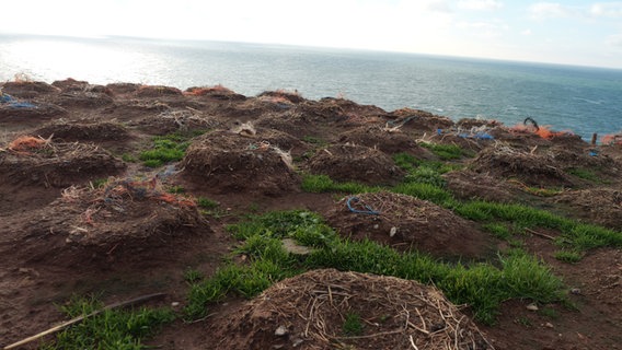 Leere Nester auf den Klippen der Steilküste © NDR Foto: Laura Albus